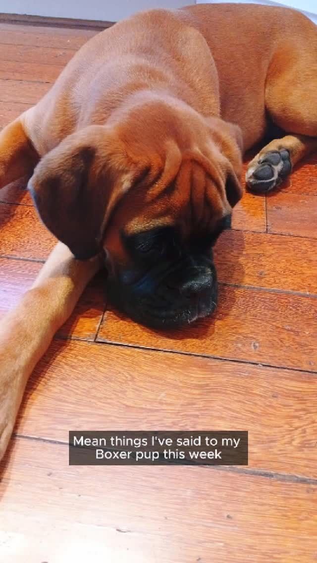 Mean things I've said to my Boxer pup this week 🐶💛🖤
#fyp #DogsOfTiktok #dog #cutedog #aveilaustralia