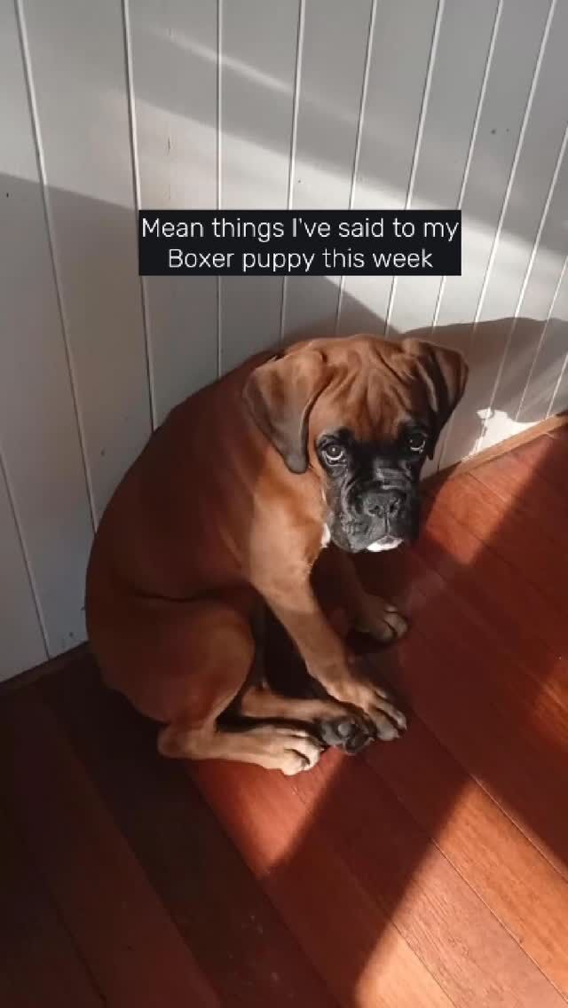 Somebody call the RSPCA 🐶🙄
#fyp #dog #boxerdog #puppies #aveilaustralia