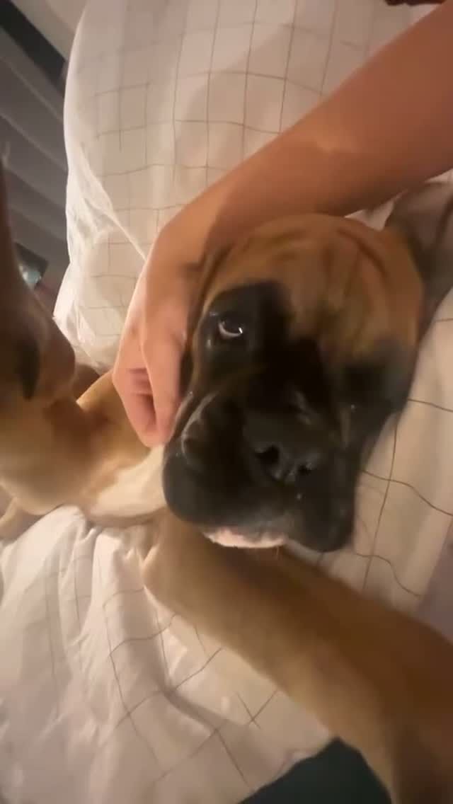 Meet our Head of Security (Cheese Division) 🧀
#aveilaustralia #cute #fyp #boxerdog #dog