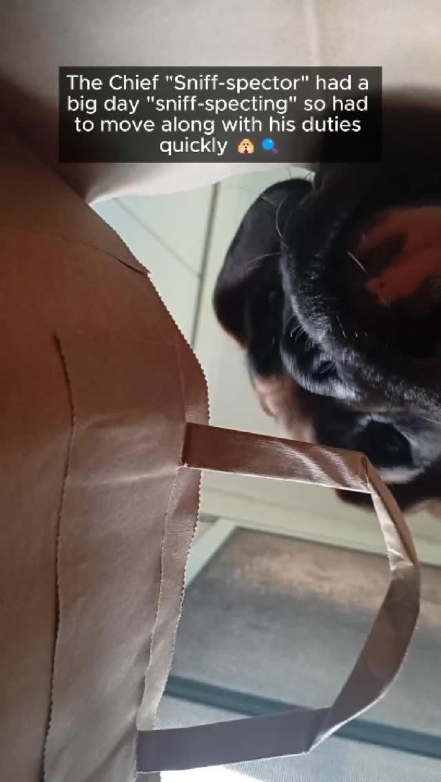 Chief Sniff-spector reporting for duty 🔍🐶💛🖤
#fyp #boxerdog #dog #cutedog #aveilaustralia