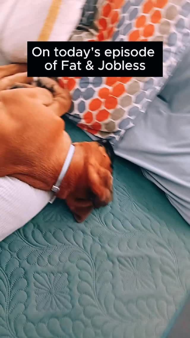 The drama! The tension! How will it all end?? Stay tuned!
#fyp #dog #drama #aveilaustralia #funny