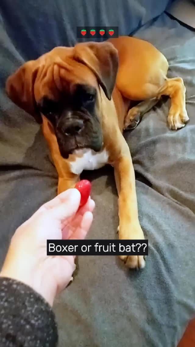 Does anyone else's dog eat EVERYTHING you give them? 🤔
#fyp #boxerdog #dog #cutedog #aveilaustralia