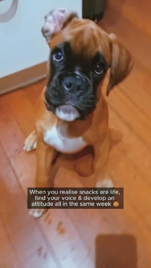 Chewy-the-dramatic 🙄 Anyone else have a dramatic dog?
#fyp #DogsOfTiktok #dog #cutedog #aveilaustralia