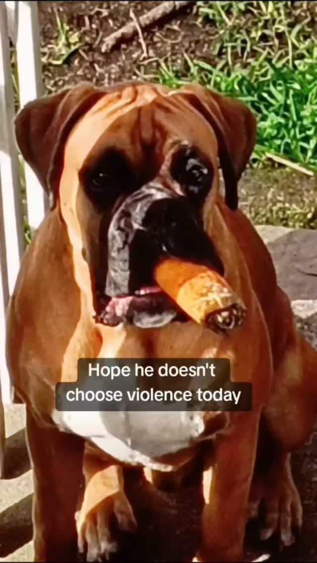 Checked on bro this morning and he's looking a lot like Tony Soprano 😂😂 

Giving your Boxer something to munch on, they roll it in dirt, then start munching it again, casually stop to look at you with it hanging out of their mouth...priceless!
#dogsofinstagram #sopranos #dogslovers #funny #aveilaustralia