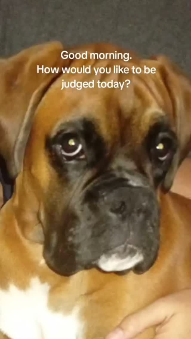 Attitude 🙄 
#fyp #dogslovers #aveilaustralia