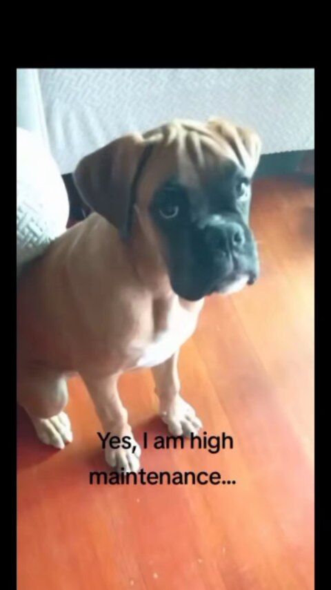 But he's so handsome 🐕
#dogsofinstagram #doglover #boxerdog