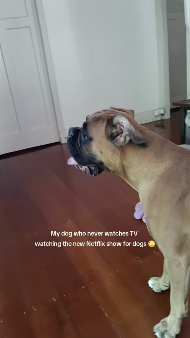 What is this sorcery? 
#netflix #dogs #fyp #aveilaustralia