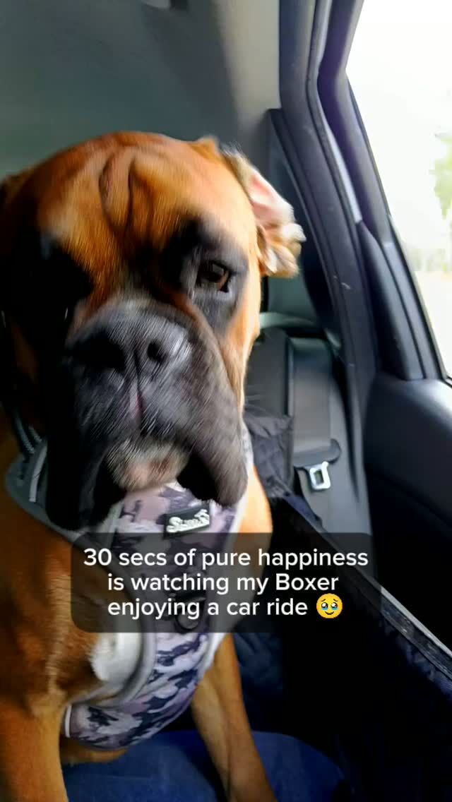 My 10 month old Boxer on a car ride for your daily serotonin boost 💛 #fyp #dogs #happy #aveilaustralia