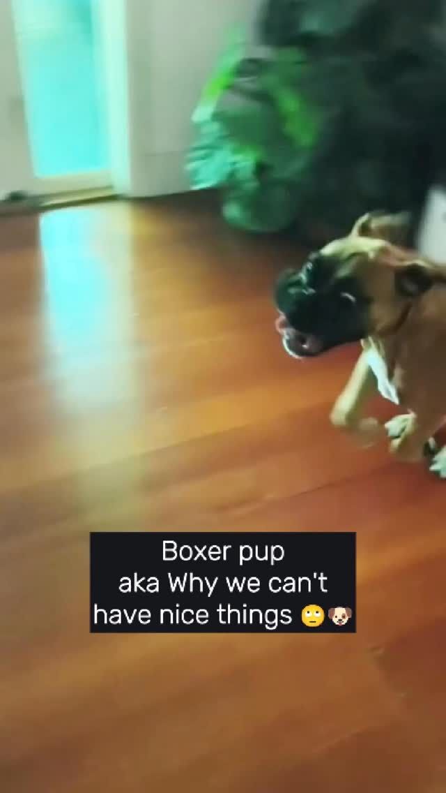Zoomies are taken to a new level when you own a Boxer puppy! 🐶🤣
#fyp #boxerdog #dog #cutedog #aveilaustralia