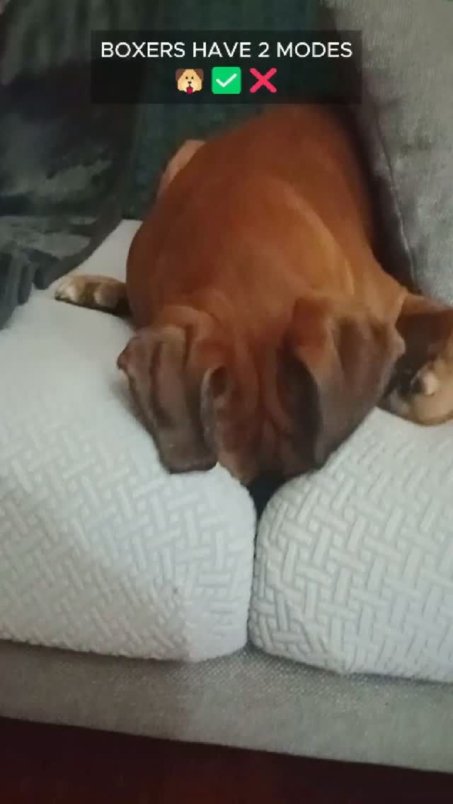 Living with a Boxer pup is not for the weak 🐶😁
#aveilaustralia #cute #fyp #boxerdog #dog